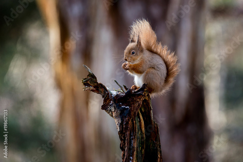 Red Squirrel (Sciurus vulgaris) feeding in pine forest © Karen Miller
