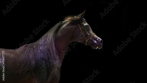 portrait of bay arabian horse .