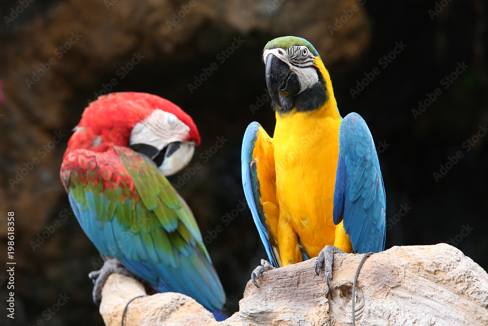 Macaws bird, The parrot looked at the branches.