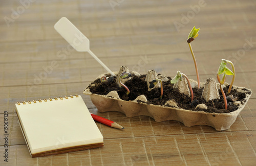 Potted seedlings growing in biodegradable peat moss pots on wooden background with copy space.