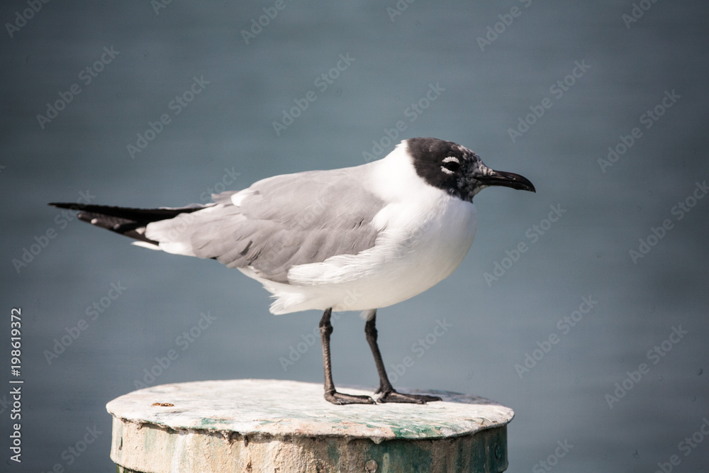 Fototapeta premium Seagull standing on a pier pile