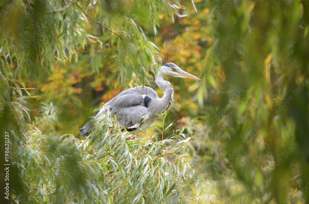 Obraz premium heron in a tree