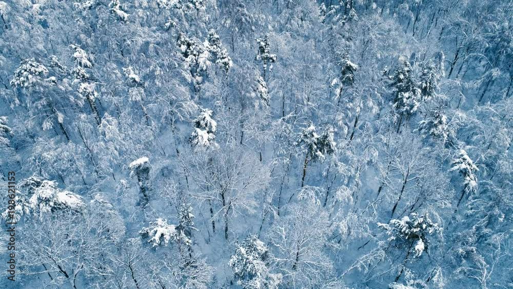 Snowy branches in forest. Winter fairy background Snowy branches in forest. Winter fairy background