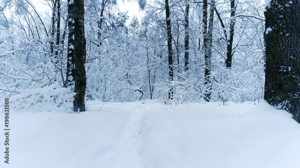 Snowy branches in forest. Winter fairy background Snowy branches in forest. Winter fairy background