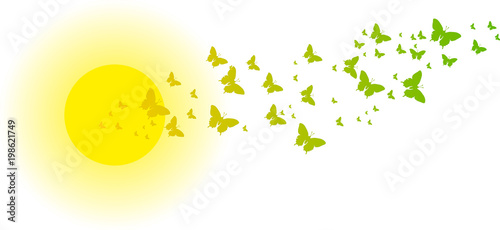 Schmettelinge vor Sonne