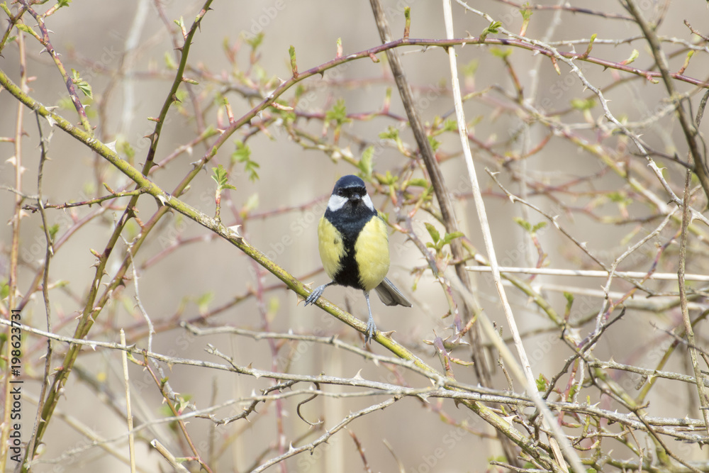 Obraz premium Great Tit (Parus major) in Bramble