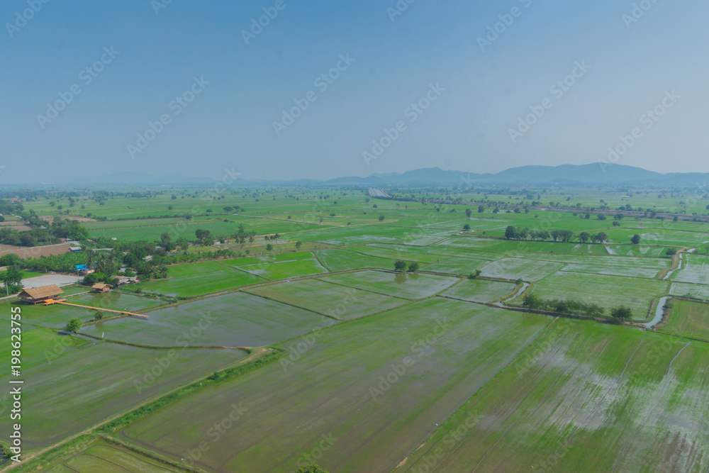 Fototapeta premium Beautiful rice field on top view in Kanchanaburi Thailand
