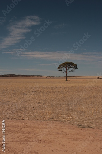 einsamer Baum in weiter Ebene - Australien