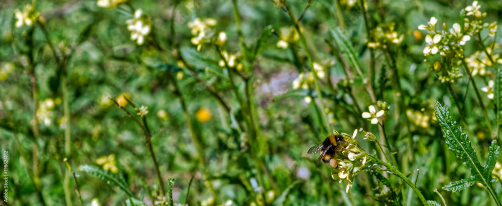 Bee on yellow flower close up macro while collecting pollen on green and yellow blurred background, banner for website. Spring. Panorama. Blurred space for your text. Bee on yellow flower close up macro while collecting pollen on green and yellow blurred background, banner for website. Spring. Panorama. Blurred space for your text.
