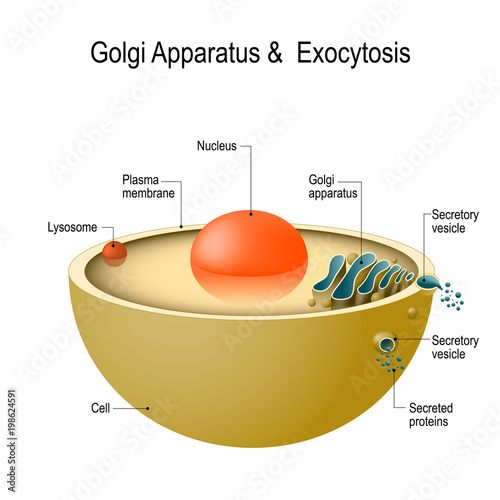 Golgi apparatus and exocytosis photo