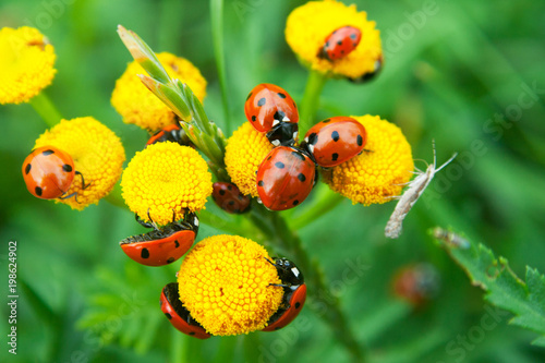 a group of red Ladybugs sitting on a yellow flower photo