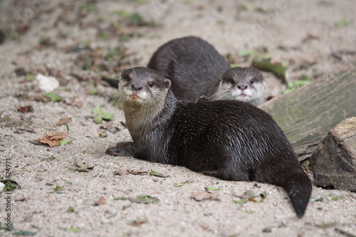 Zwei Otter