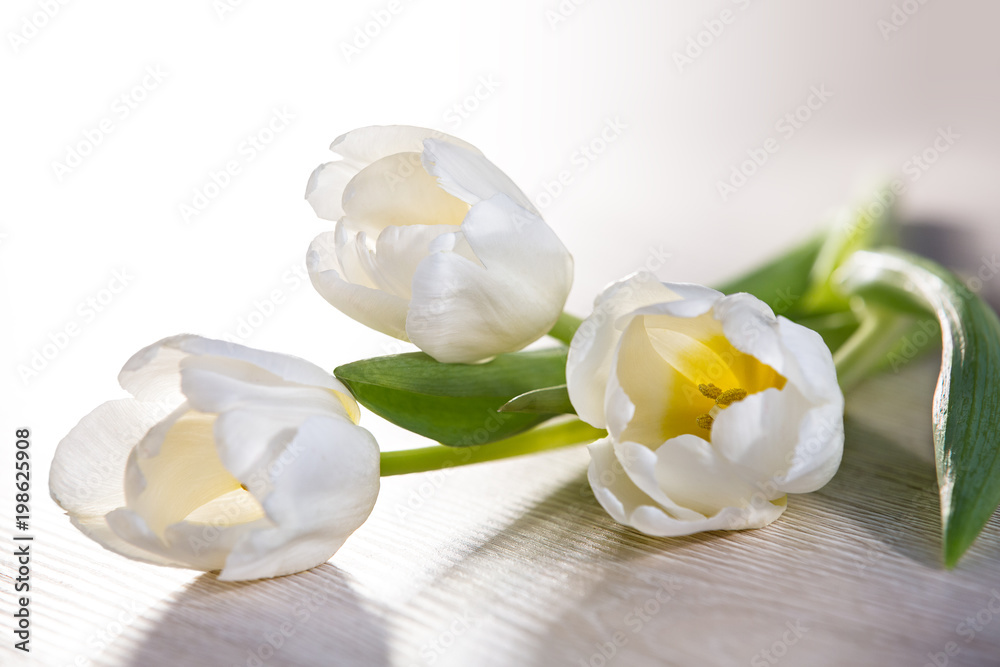 White tulips lie on the table. Postcard, congratulations.