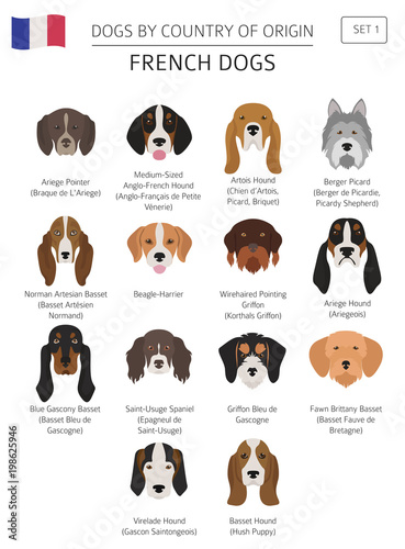Dogs by country of origin. French dog breeds. Infographic template