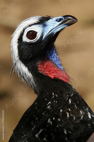 Penelope jacutinga, brazilian bird photo