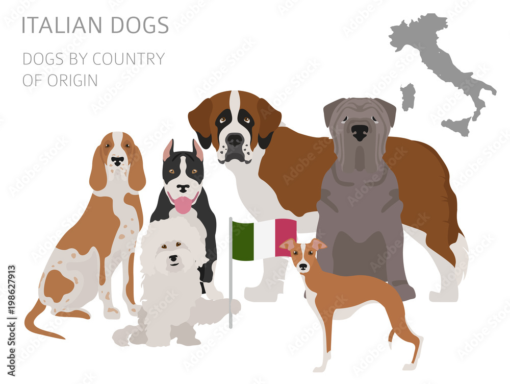 Dogs by country of origin. Italian dog breeds. Infographic template
