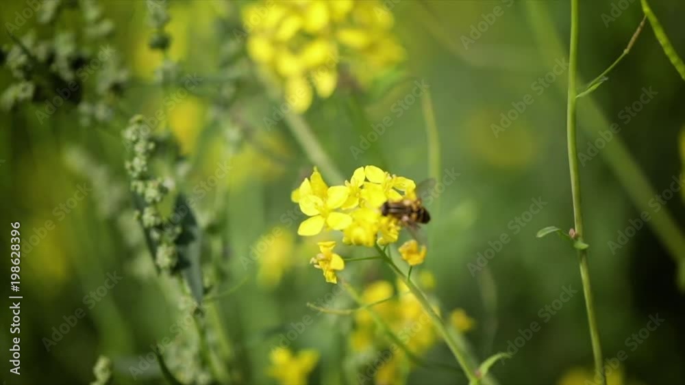 Bee collects nectar from mustard rapeseed flower slow motion.