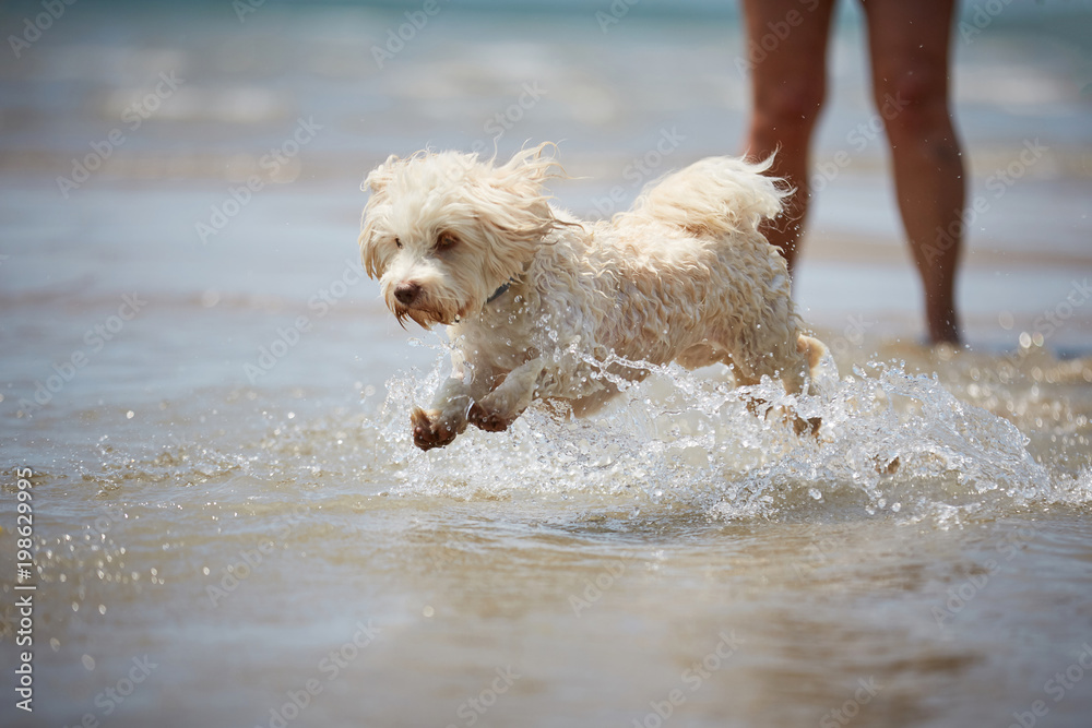 White havanese dog running on the beach White havanese dog running on the beach