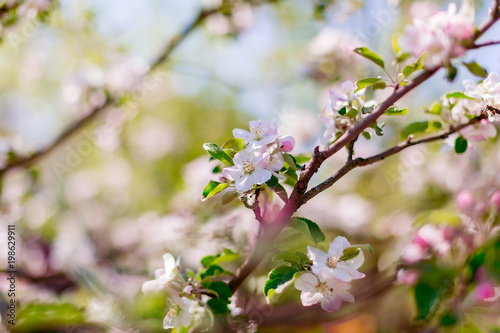 Beautiful pink blooms of apple tree with blurred background. Nature scene. Spring flowers on Easter sunny day. Toned photo. Selective focus. Space for text