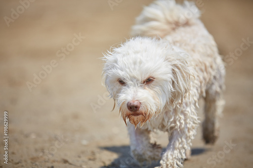 White havanese dog at the beach © Vista Photo