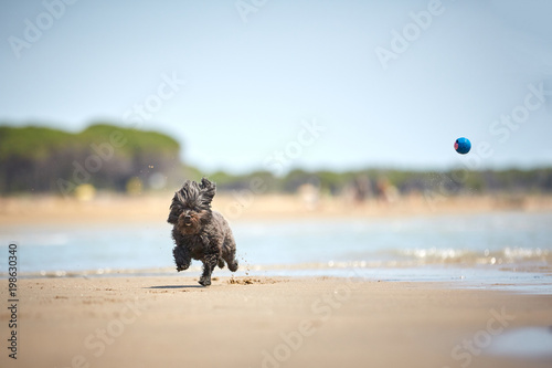 Back havanese dog playing with blue ball on the beach