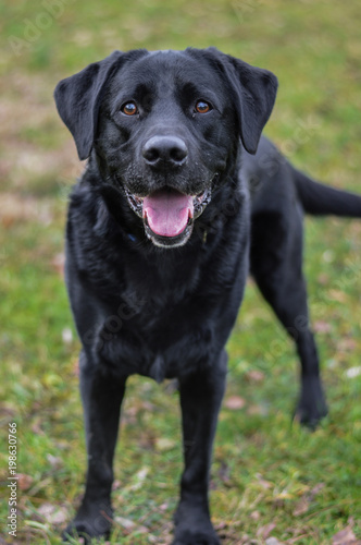 labrador in the park