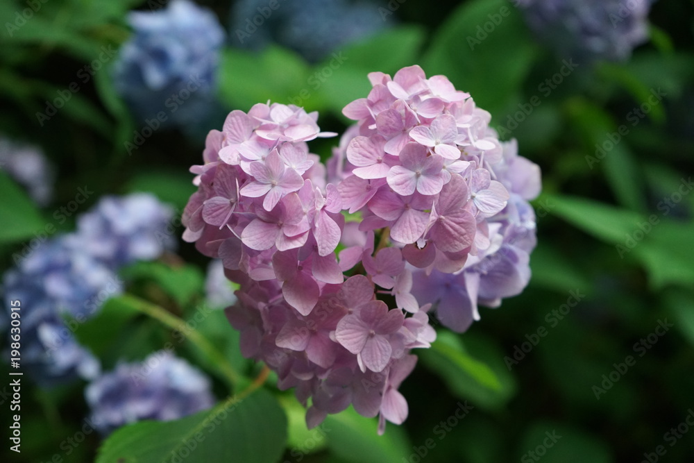 【神奈川】鎌倉_明月院のハート型の紫陽花 【神奈川】鎌倉_明月院のハート型の紫陽花