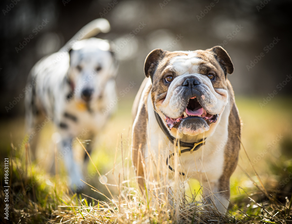 Bulldog with friends