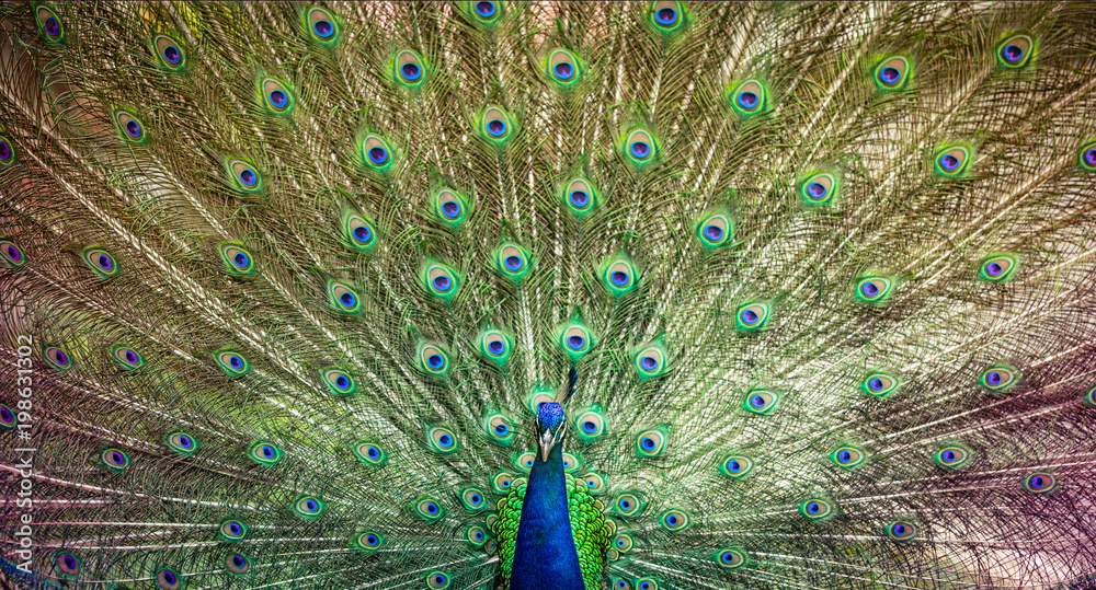Obraz premium Peacock beautiful bird wing of colorful art nature feather pattern on background