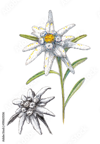 Hand-drawn illustration of Edelweiss on the white background