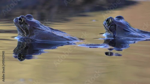 Kreuzkröte (Epidalea calamita) - Natterjack toad photo