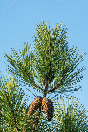 leuchtende Kiefernzapfen am Baum vor blauem Himmel