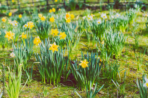 field with yellow and white daffodils