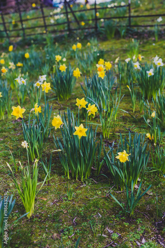 Fototapeta Naklejka Na Ścianę i Meble -  field with yellow and white daffodils