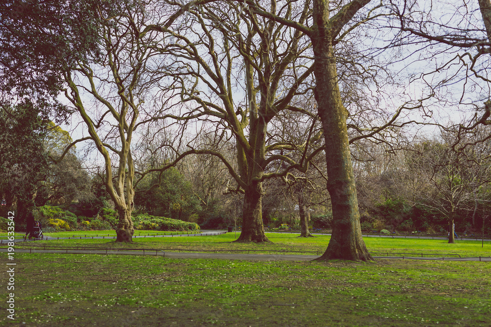 Obraz premium bare trees in St Stephen's Green park in Dublin