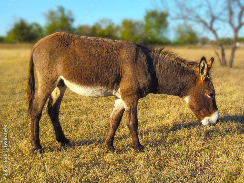 Walking donkey in position side view. Cute animal standing on a farming  pasture with dry grass background. Stock Photo | Adobe Stock