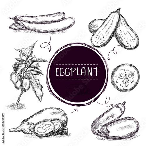 sketched eggplant graphics