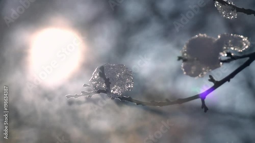 Winter lyric scene with low sun in frame, vapor and apple twig with pieces of ice in back light on forest or park, or garden background. Beautiful north or mountain nature in sunshine. Cold charm.