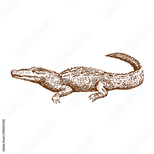 Hand drawn alligator or crocodile. Sketch, vector illustration. © bekkersara