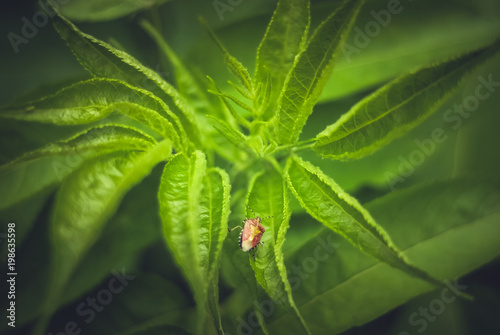 spring beetle photo