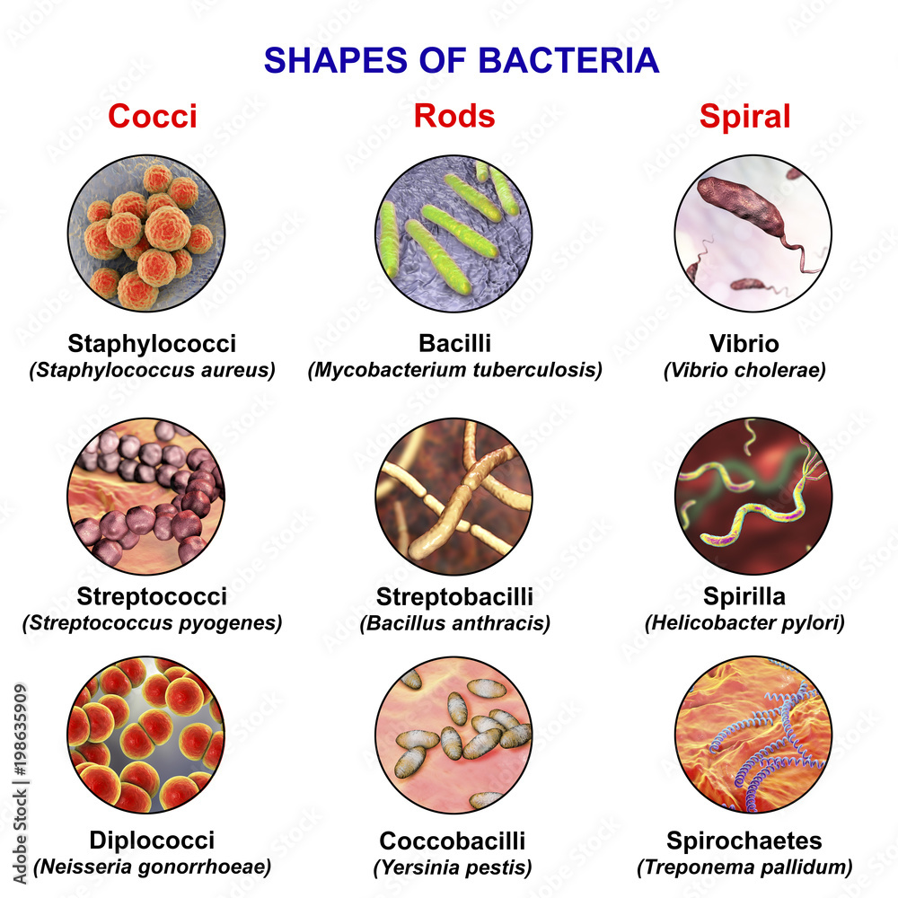 Shapes of bacteria, spherical, rod-like and spiral bacteria with examples,  view under microscope with labels, 3D illustration Stock-Illustration |  Adobe Stock