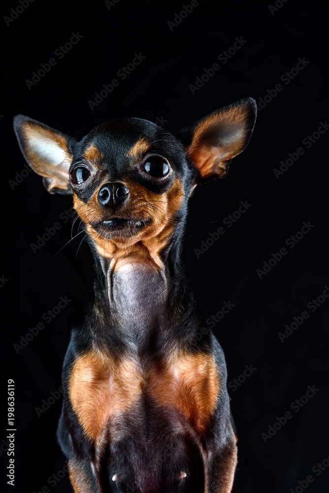 portrait of a small toy terrier on a dark background