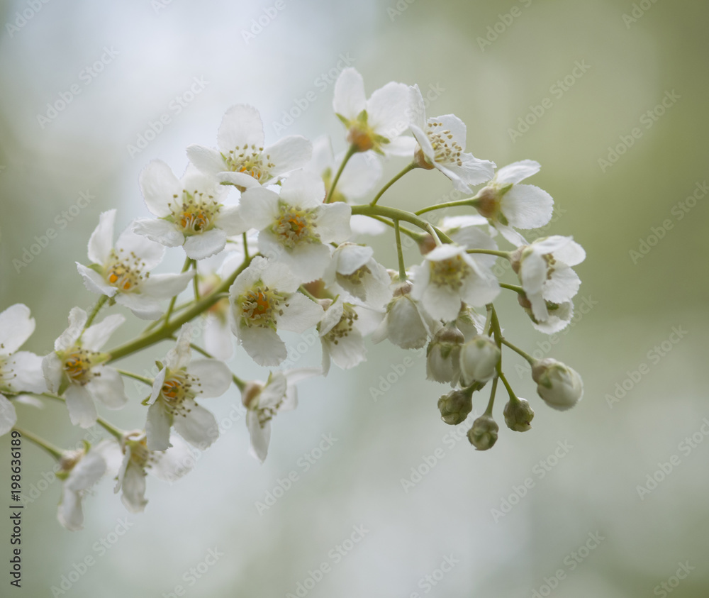 Obraz premium cherry flower on blurred background