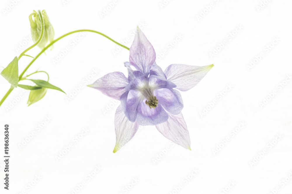 Fotografie flower aquilegia close-up