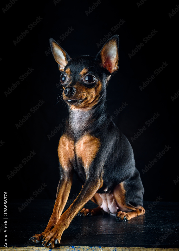 portrait of a small toy terrier on a dark background