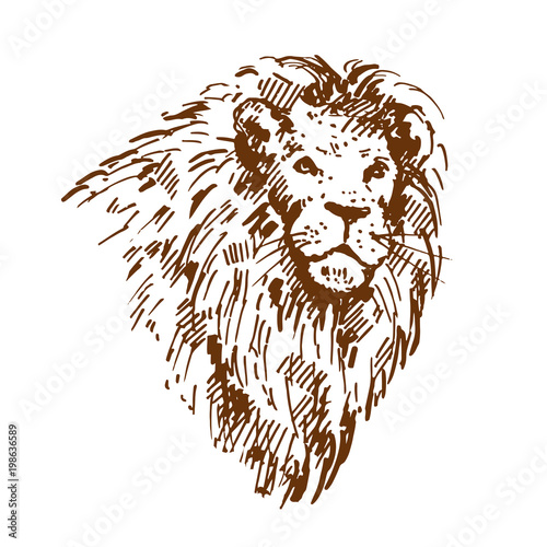 Hand drawn lion portrait Sketch, vector illustration.