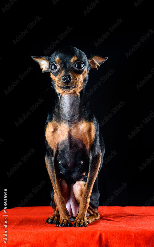 portrait of a small toy terrier on a dark background