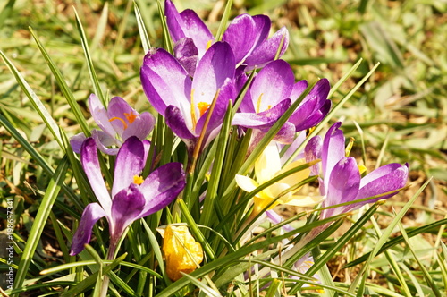 Krokusse lila und gelb