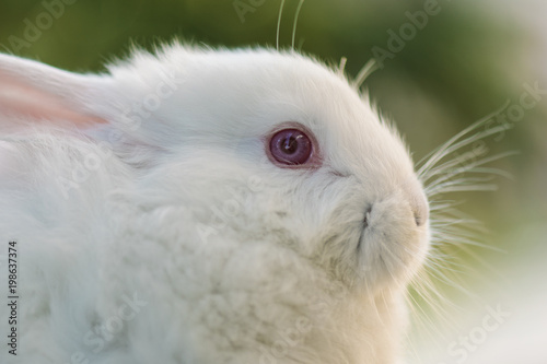 White rabbit. Easter bunny close-up.