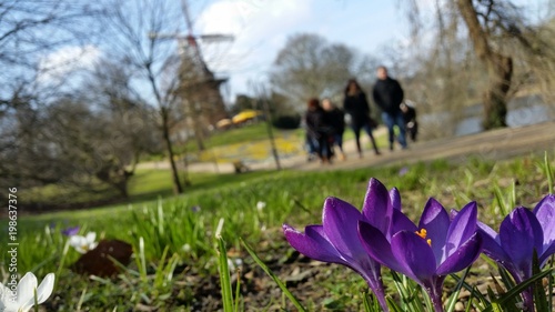 Bremen Mühle im Frühling photo